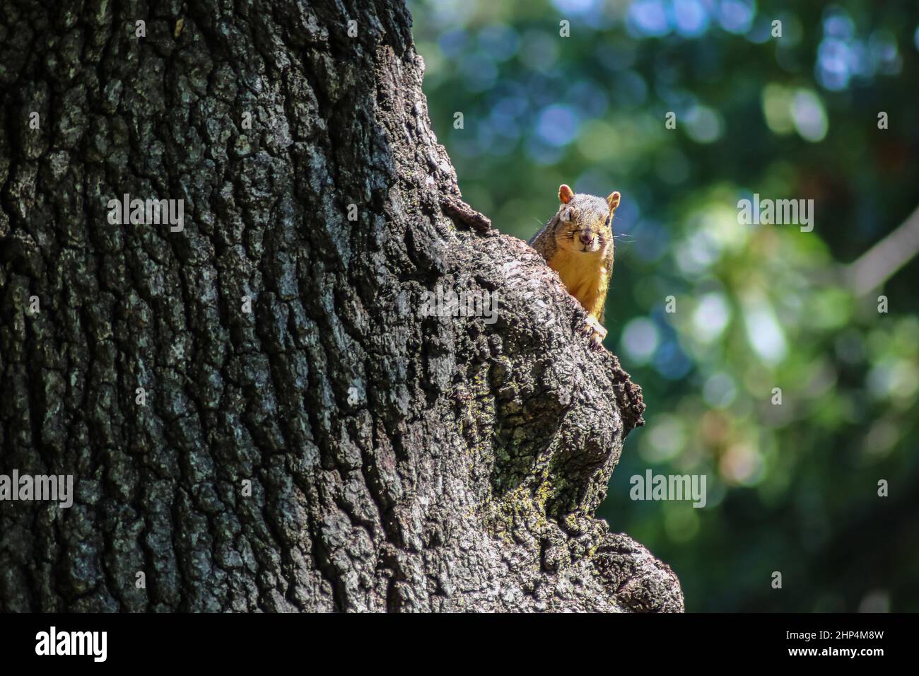 Squirrel peeking around the trunk of a big tree looking at camera with green and blue bokeh behind Stock Photo