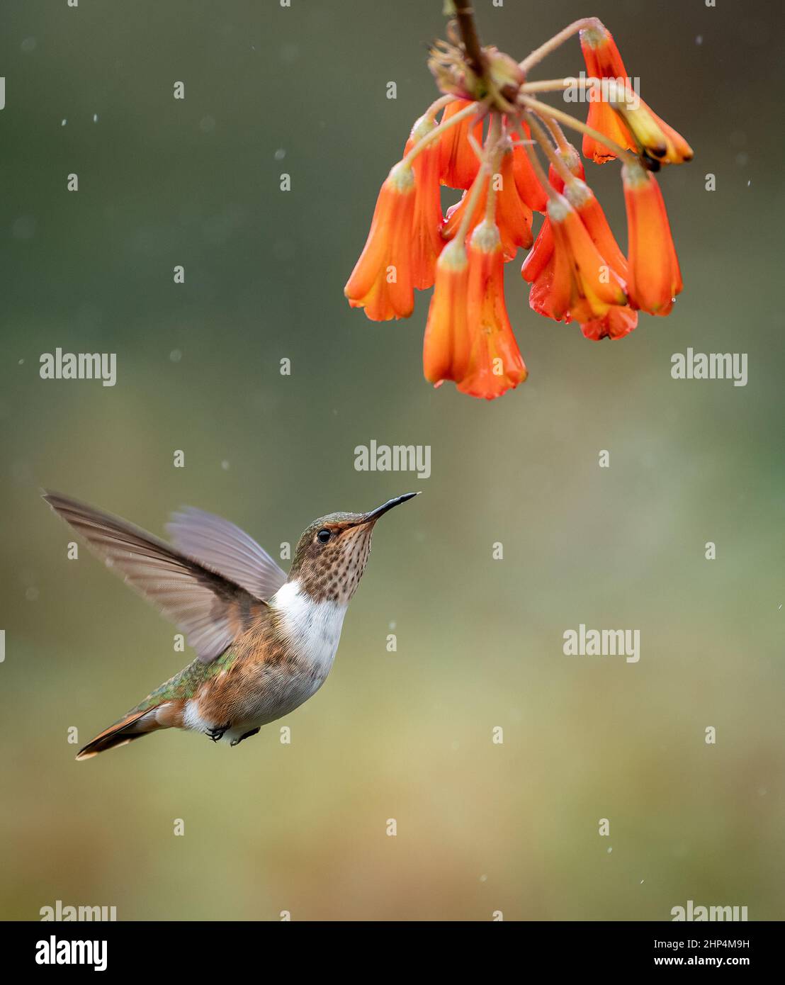 Hummingbird in Costa Rica Stock Photo