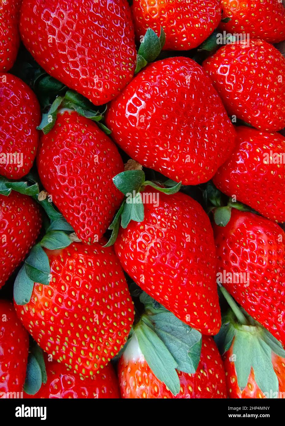 Strawberry field on fruit farm, Fresh ripe organic strawberry Background, Harvesting of fresh