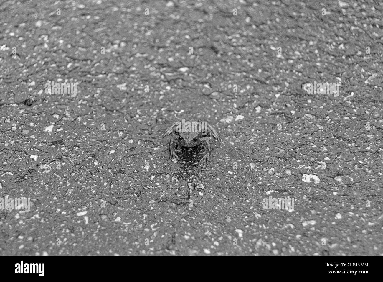 Photography to theme beautiful brown frog amphibian, animal toad on forest  street, photo consisting of wet pimple frog amphibian, toad sits on asphalt  Stock Photo - Alamy
