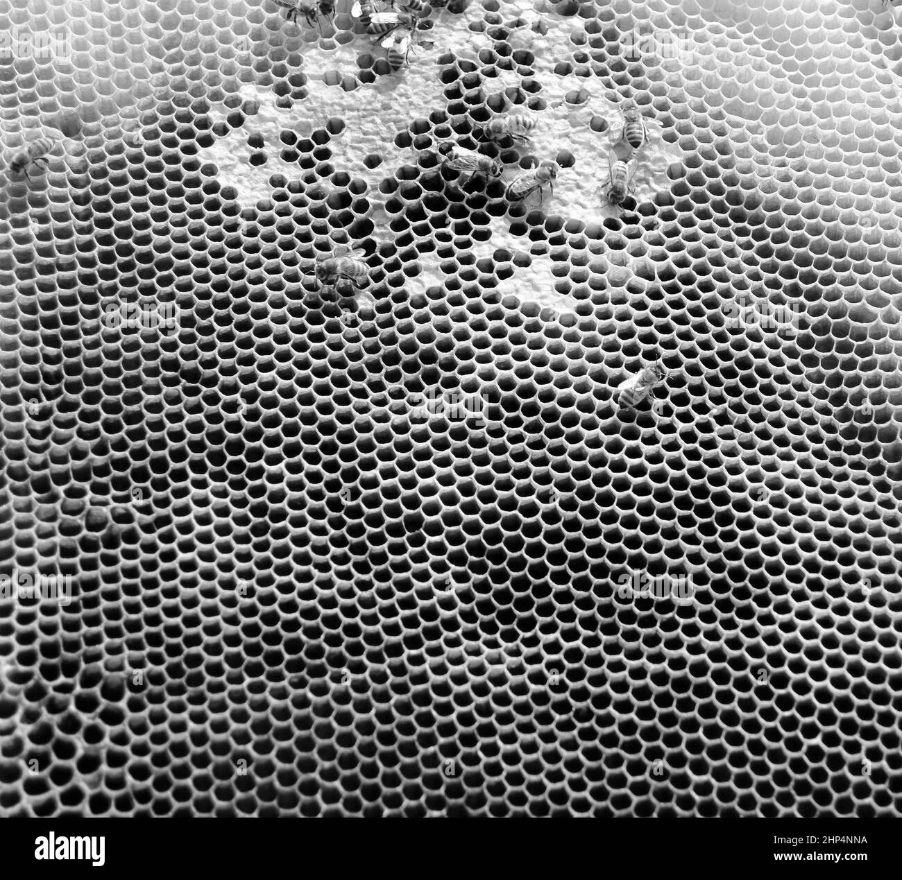 Abstract Hexagon Black Bee Hive High Resolution Stock Photography and ...