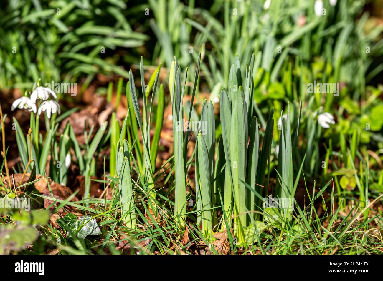 Snowdrops and emerging daffodils in the February sunshine Stock Photo