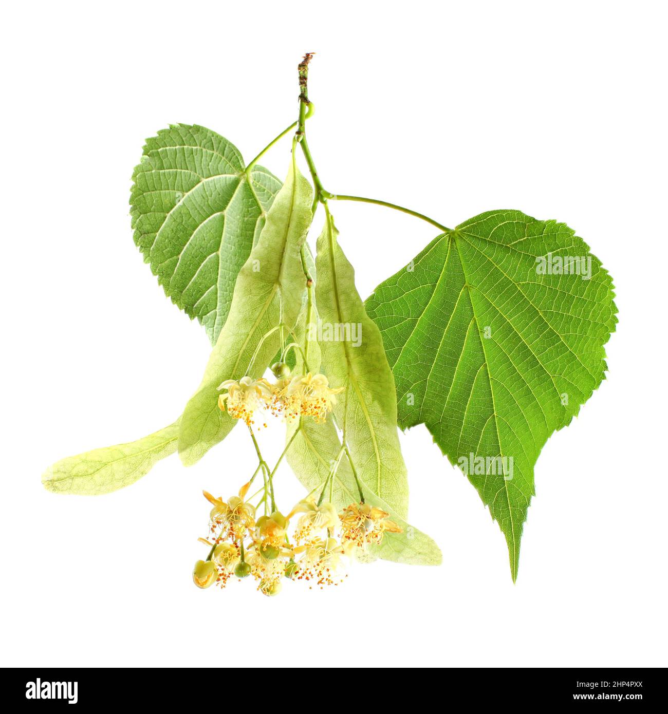 Linden (Tilia cordata) leaves and flowers, isolated on white Stock ...