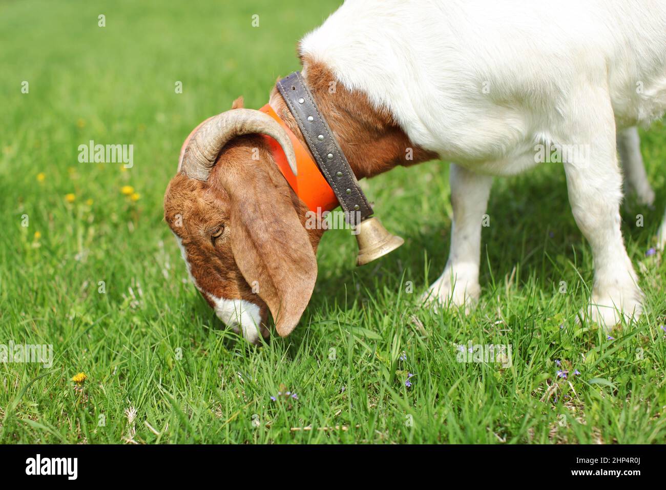 Anglo nubian / Boer goat male grazing on meadow, detail on head. Stock Photo