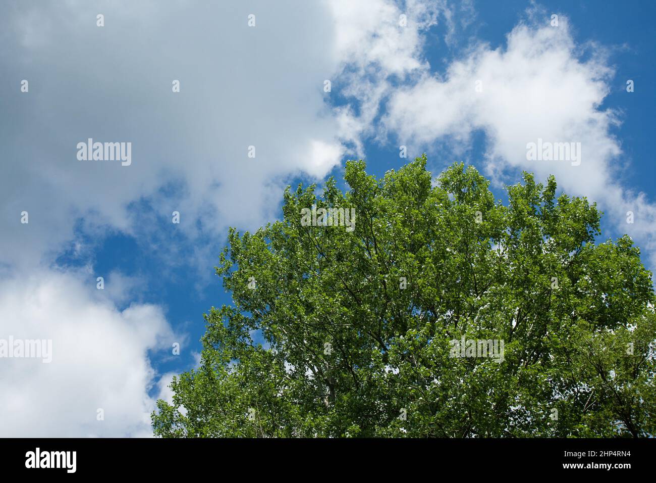 A closeup shot of green tree under the blue sky and white clouds Stock ...
