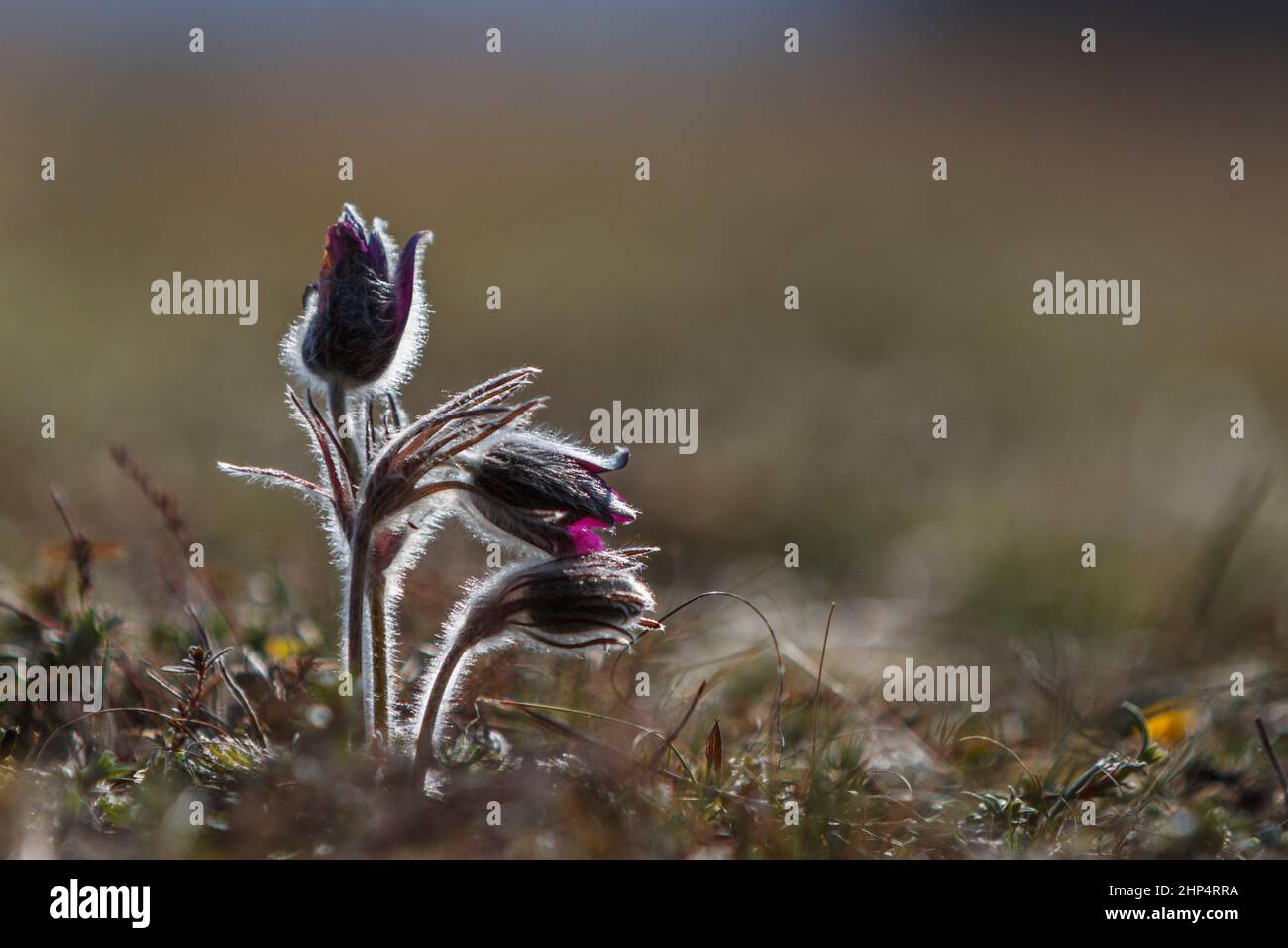 Pulsatilla nigra in early spring meadow, blurred background. Pasqueflower. Transylvania. Romania Stock Photo