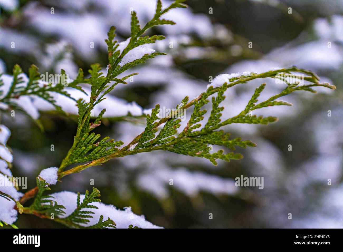 Close-up of a thuja branch covered with snow. Stock Photo