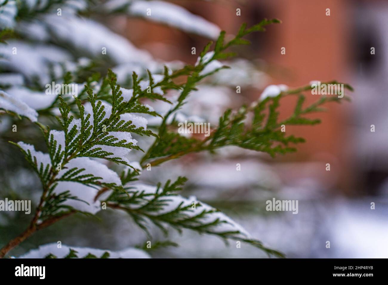 Focus in the foreground on a thuja branch covered in snow in winter, background blurred. Stock Photo