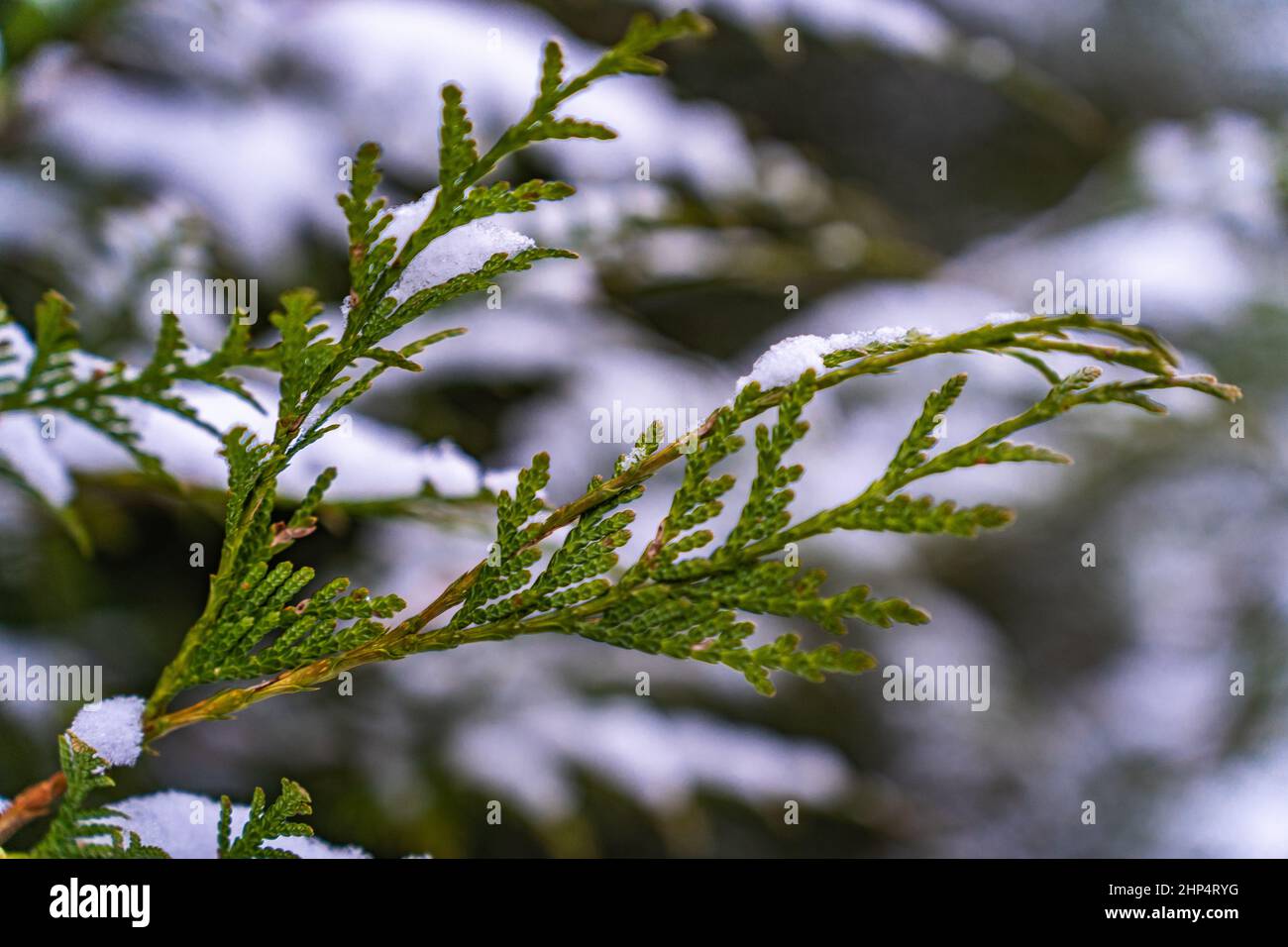 Optional focus on a branch of thuja in winter covered with snow Stock Photo