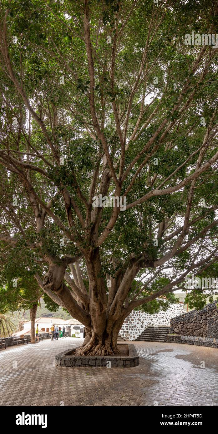 Large tree at Masca on Tenerife in the Canary Islands Stock Photo