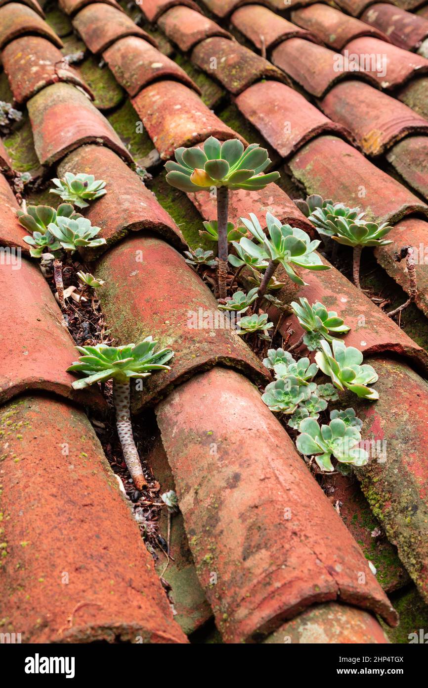 Red tiled roof at Masca on Tenerife in the Canary Islands Stock Photo