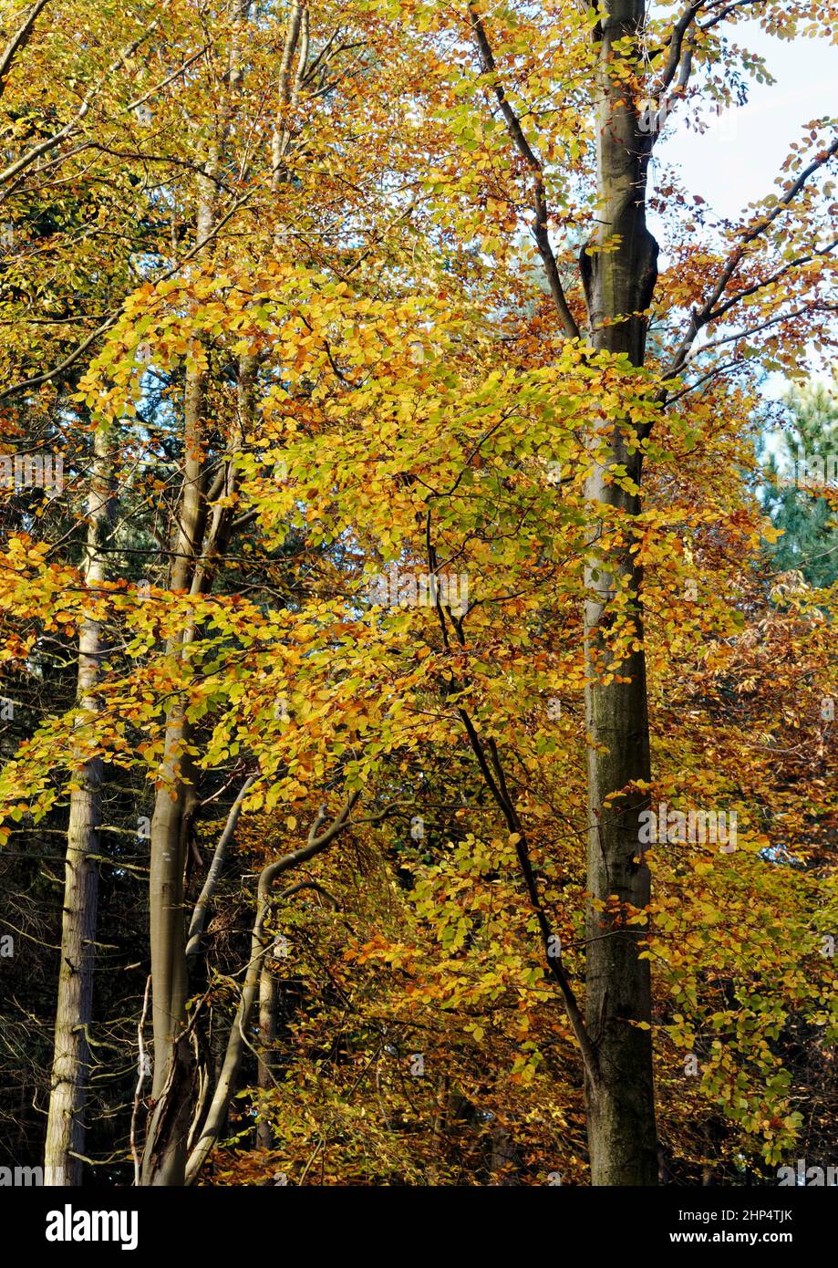 Beech trees in autumn sunshine providing glowing Fall colours in Witton Woods (sometimes called Bacton Woods) near North Walsham, Norfolk. Stock Photo