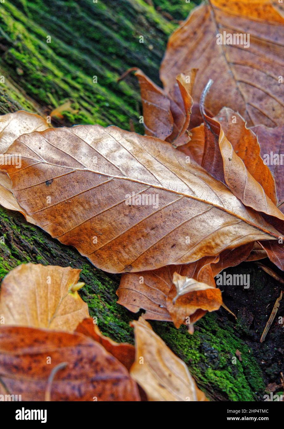 Autumnal beech trees provide a splash of golden colours against a tree stump covered in green moss. Stock Photo