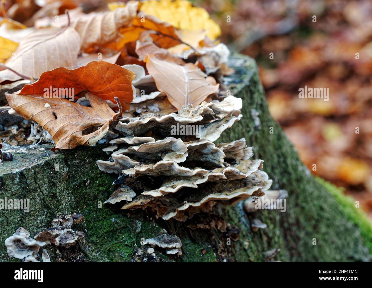 Turkey Tail (Trametese Versicolor) bracket fungi growing on a tree stump with golden autumnal beech leaves scattered around. Stock Photo