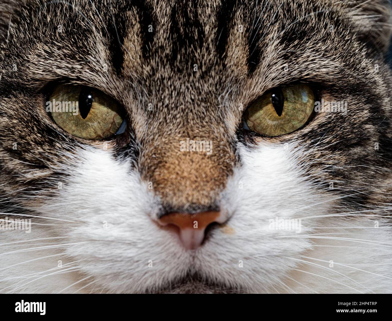Close-up image of the eyes of a tabby and white domestic cat glaring at its owner (otherwise known as tame human or staff!) Stock Photo