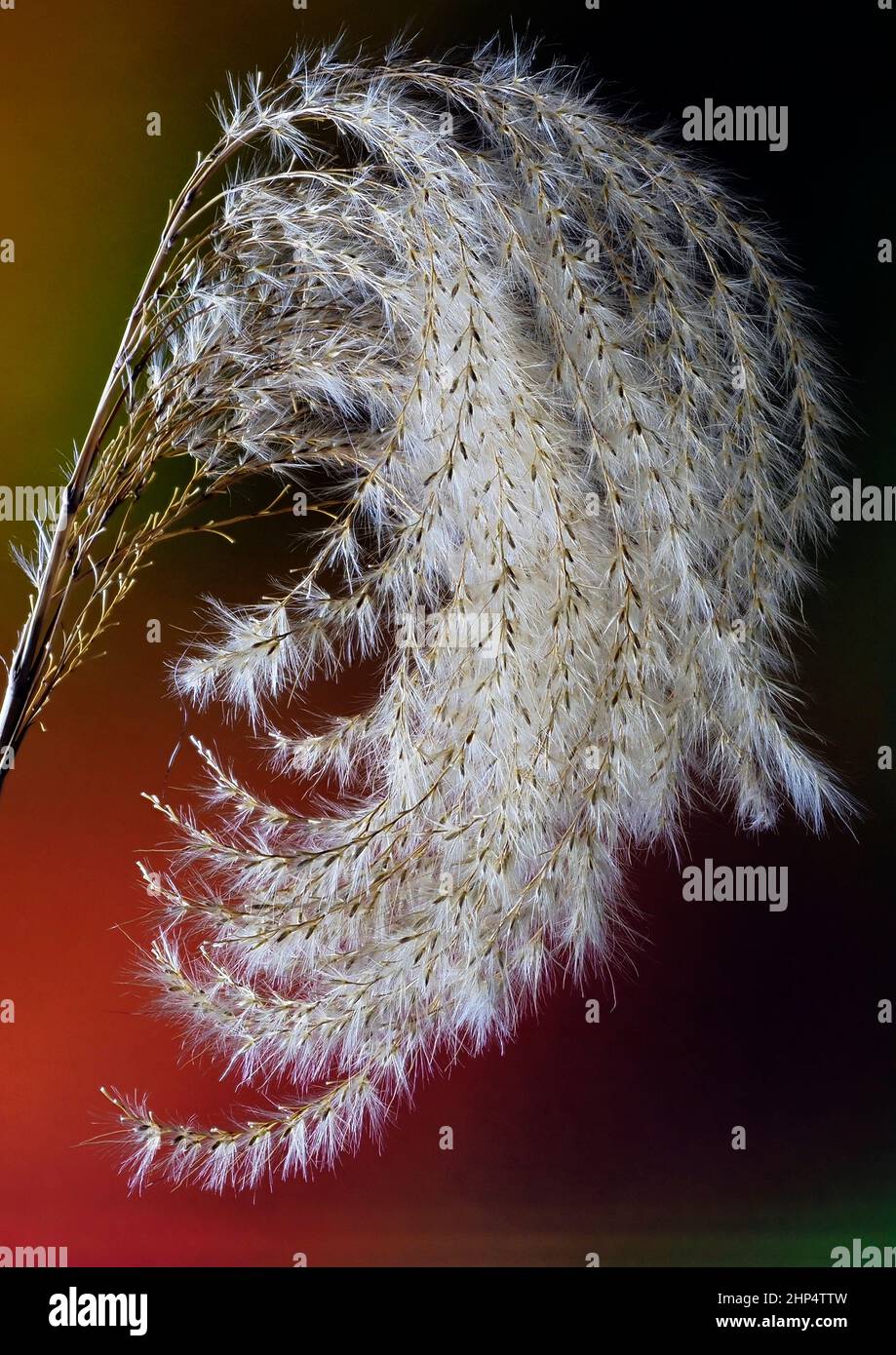 Miscanthus, common name: Eulalia or elephant grass seed head photographed in close-up to show detail. Stock Photo