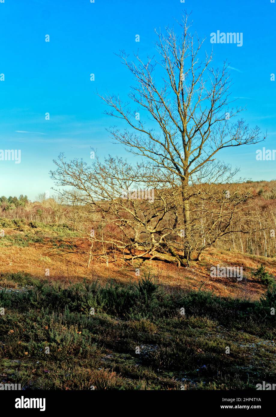 Typical North Norfolk heathlandat Holt Lowes with a mix of bracken, gorse and scattered trees on the infertile sandy and stony soil, Stock Photo
