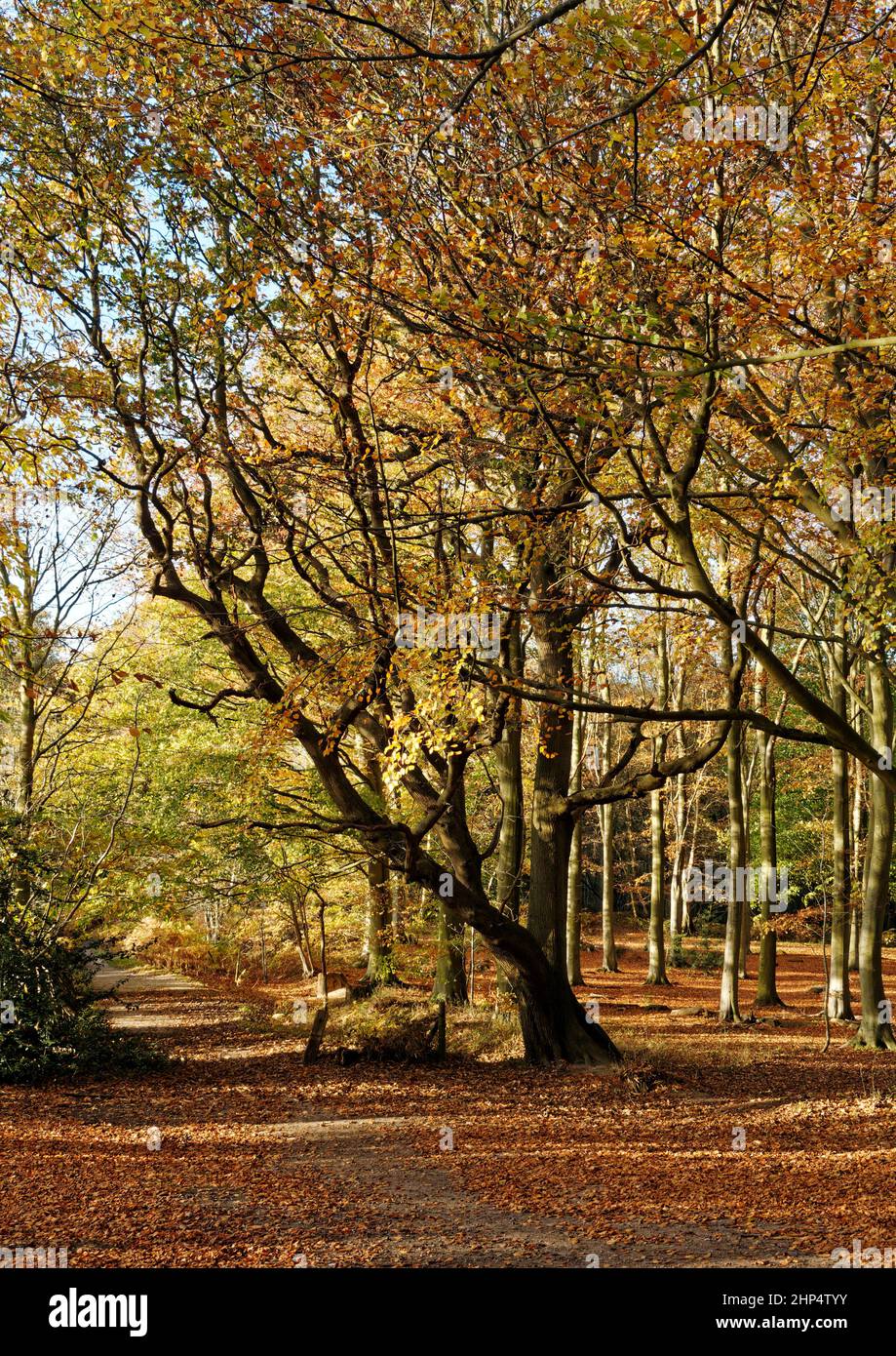 Beech trees in autumn sunshine providing glowing Fall colours in Witton Woods (sometimes called Bacton Woods) near North Walsham, Norfolk. Stock Photo