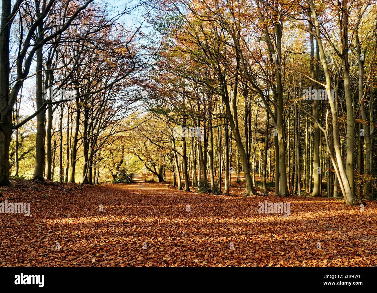 Beech trees in autumn sunshine providing glowing Fall colours in Witton Woods (sometimes called Bacton Woods) near North Walsham, Norfolk. Stock Photo
