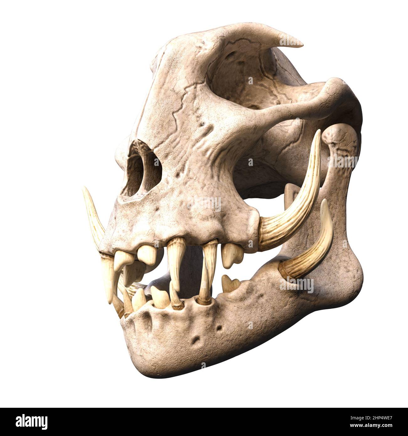 3D illustration over white of an ancient skull of a fantasy animal with huge tusks Stock Photo