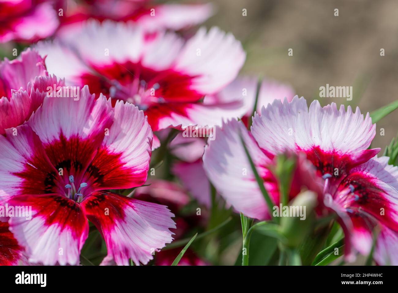 Small group of Pinks growing in an English garden Stock Photo