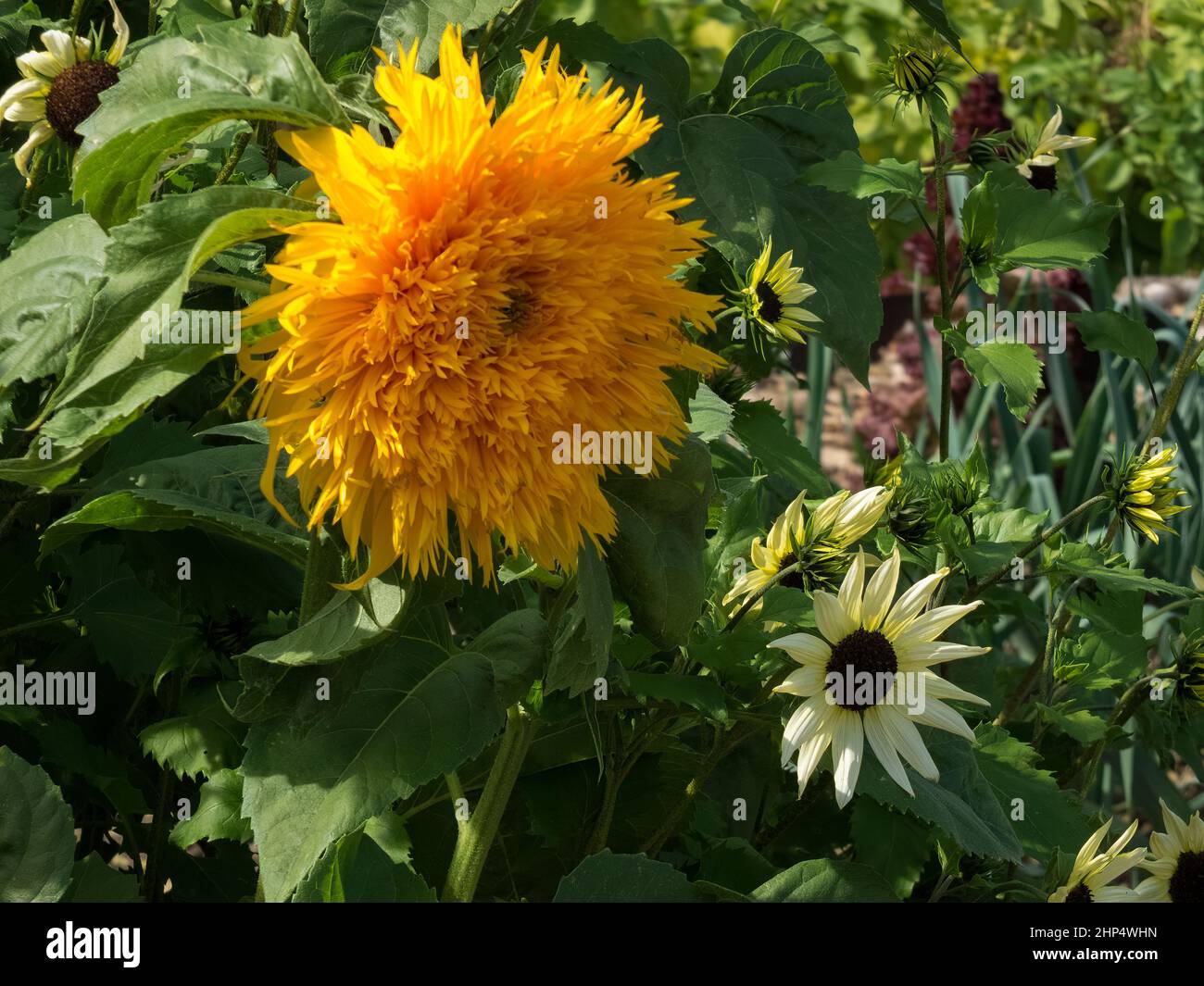 Cultivated Hybrid Sunflower growing in a garden in Kent Stock Photo