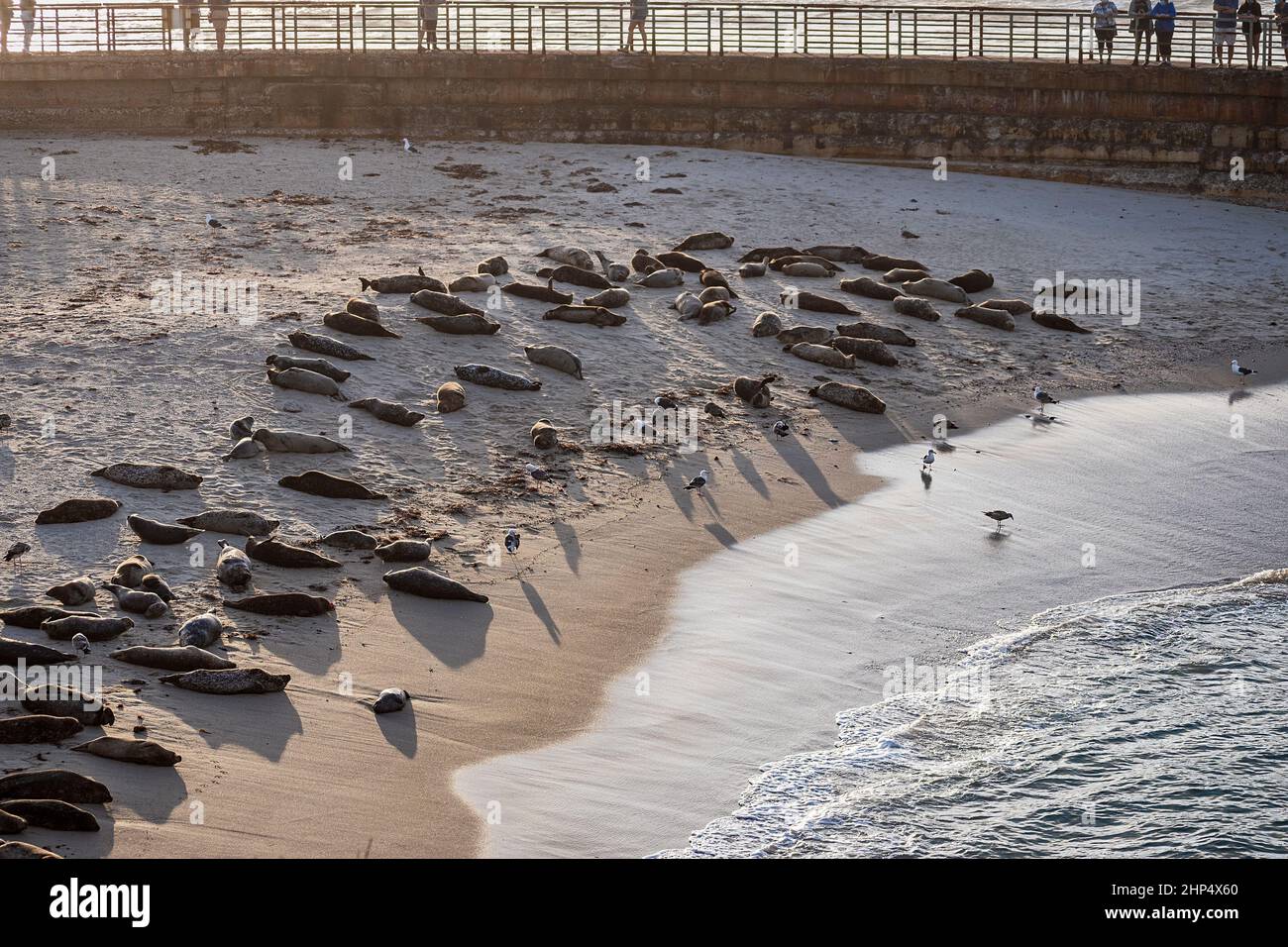 group of Pacific harbor seals snoozing on a small beach in La Jolla California with tourists on a walkway in the background and gulls and surf in the Stock Photo