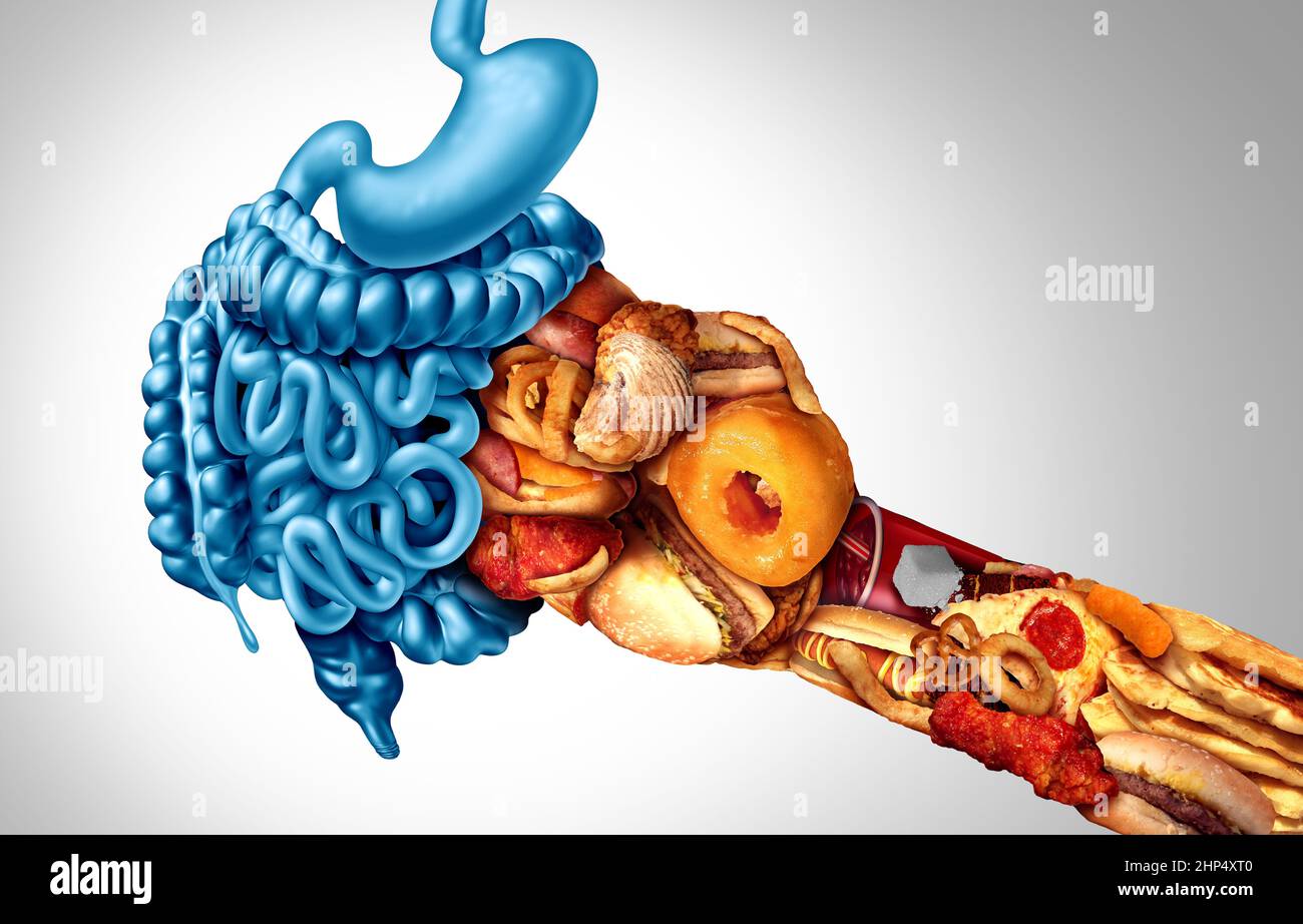 Effects of fast food and symptoms of intestine and colon inflammation causing obesity and pain as intestines being hit hard by unhealthy eating. Stock Photo