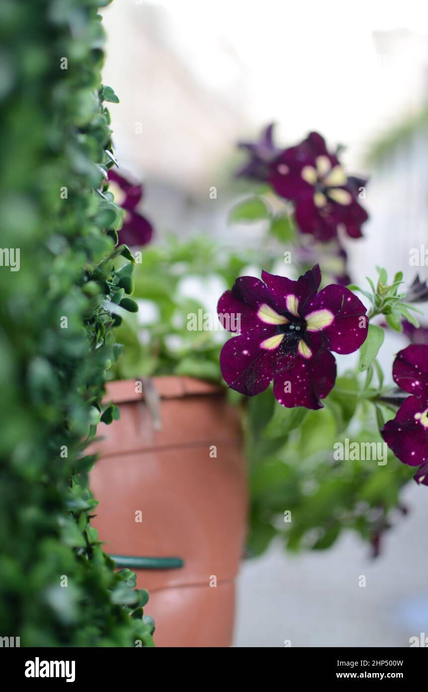 Charming indigo flowers Stock Photo