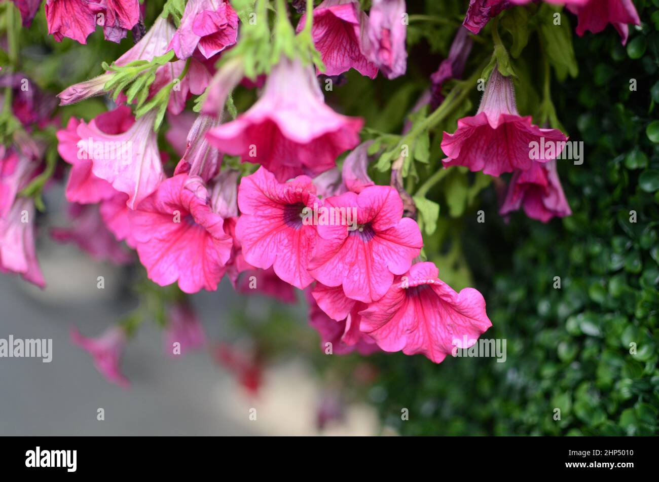 Light pink flowers Stock Photo