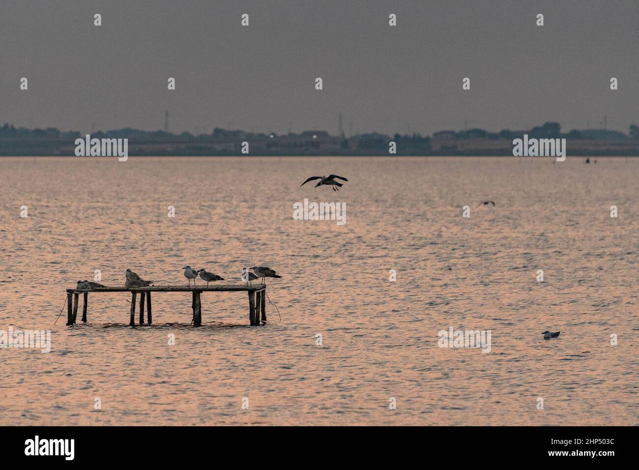 Seagulls perched on wooden structures in the middle of the lake Stock Photo