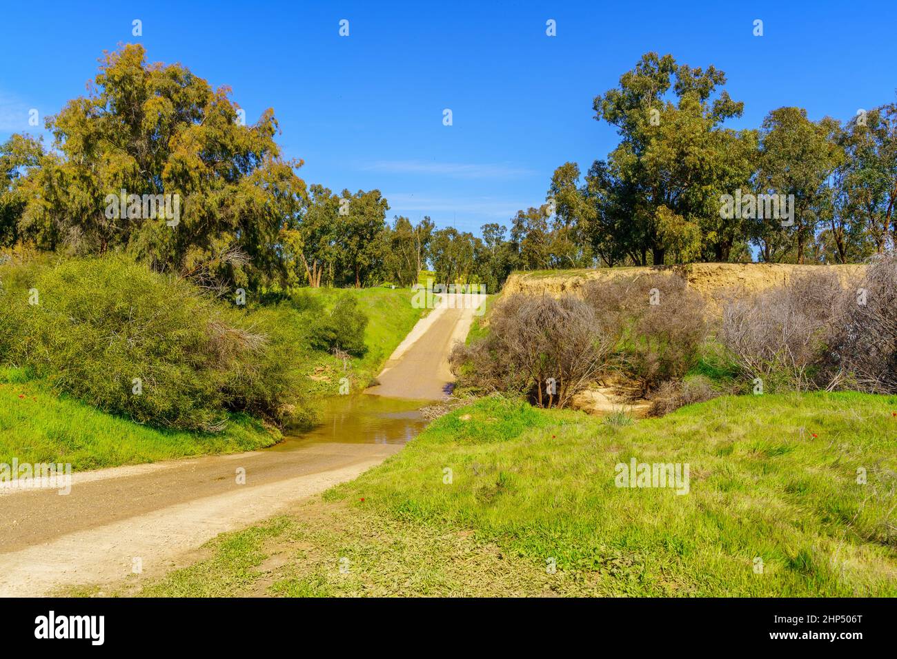 View of grove and flooded road in the Beeri Forest, Northern Negev Desert, Southern Israel Stock Photo