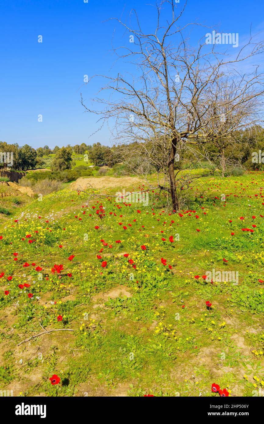 View of red anemone flowers, the Gerar valley, and landscape of the Beeri Forest, Northern Negev Desert, Southern Israel Stock Photo