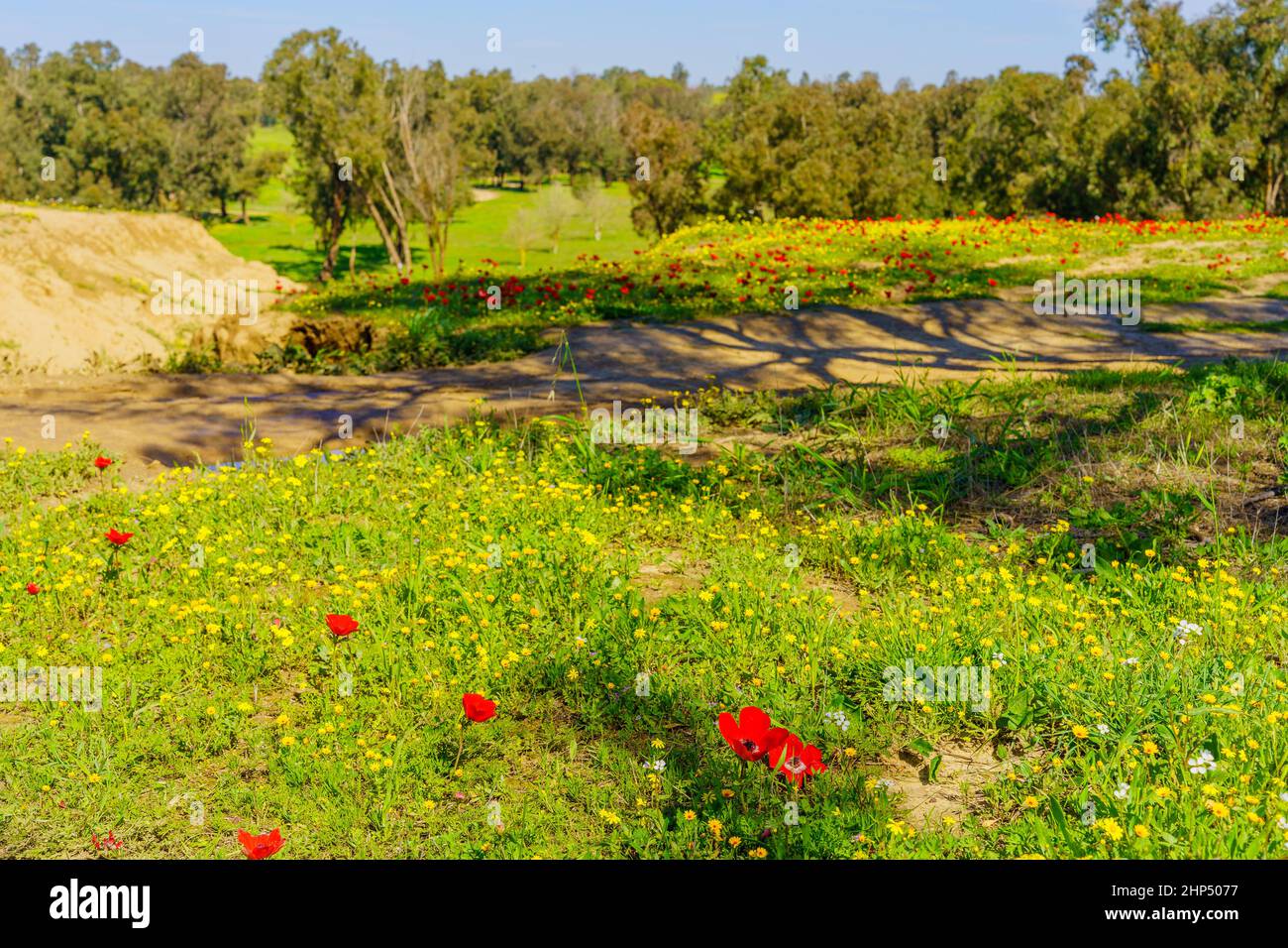 View of red anemone flowers, the Gerar valley, and landscape of the Beeri Forest, Northern Negev Desert, Southern Israel Stock Photo