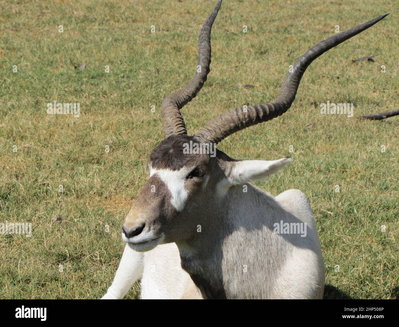 An African antelope rests in the sun - Natural outdoor life. Stock Photo
