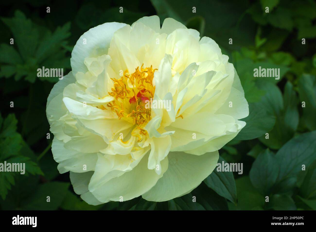 Double yellow peony flower. Stock Photo
