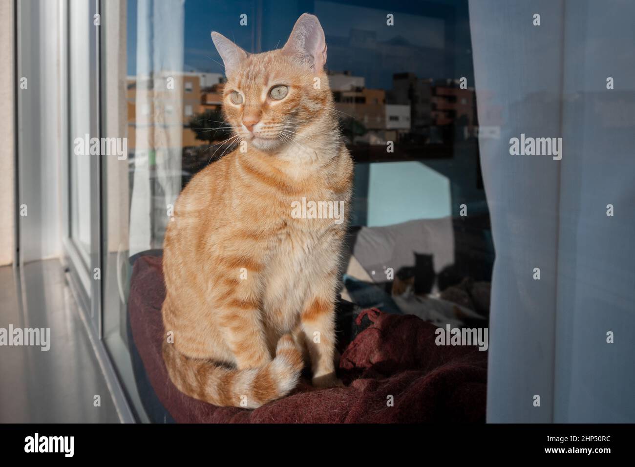 brown tabby cat with green eyes sitting on a hammock behind the window ...