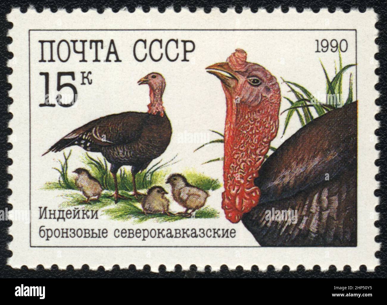 A postage stamp with image of  Domestic turkeys (Meleagris gallopavo domesticus)  Bronze North Caucasian female turkey (hen) , baby turkeys ( poults), Stock Photo