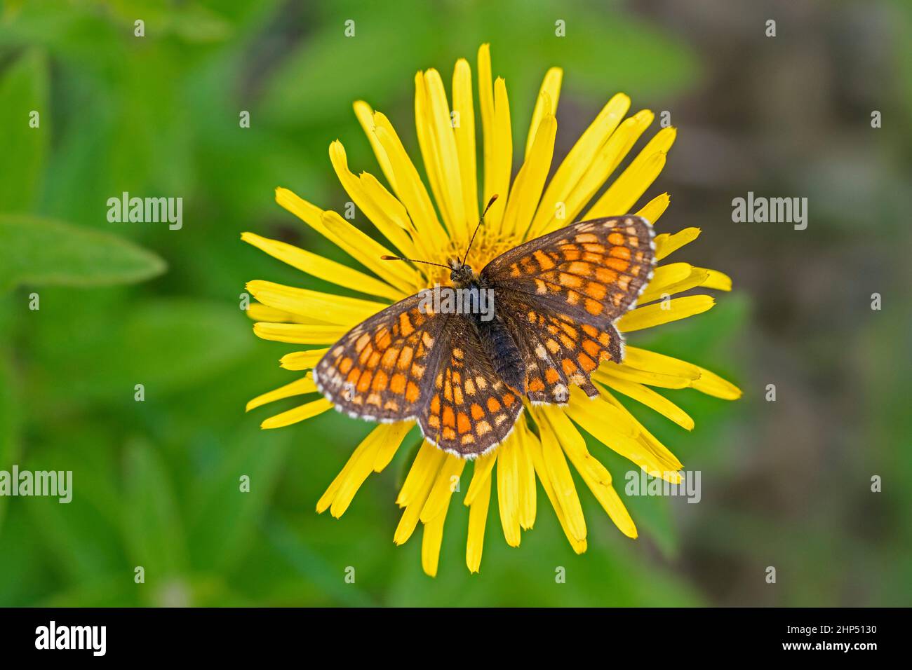 Marsh fritillary (Euphydryas aurinia) butterfly feeding on nectar from yellow flower in meadow in summer Stock Photo