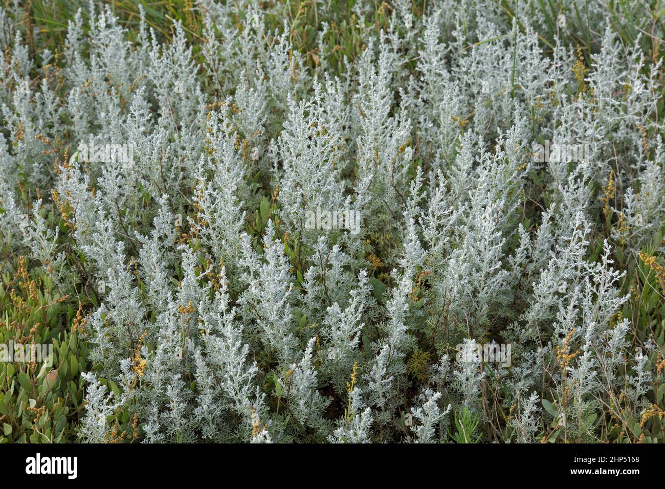 Sea wormwood (Artemisia maritima / Artemisia pseudogallica) flowering in saltmarsh / salt marsh in summer Stock Photo