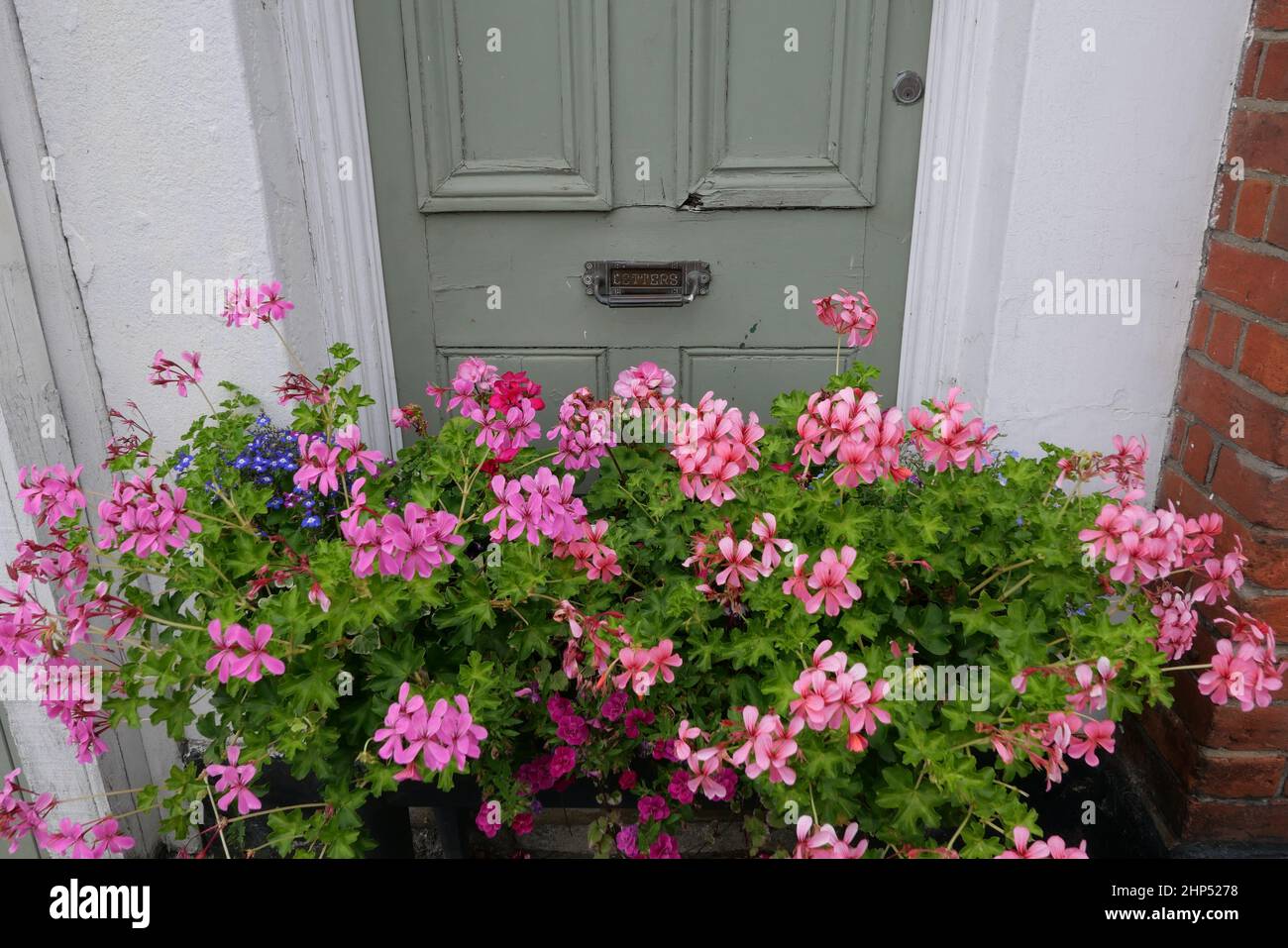Pink geranium flowers in spring against old green front door Stock Photo