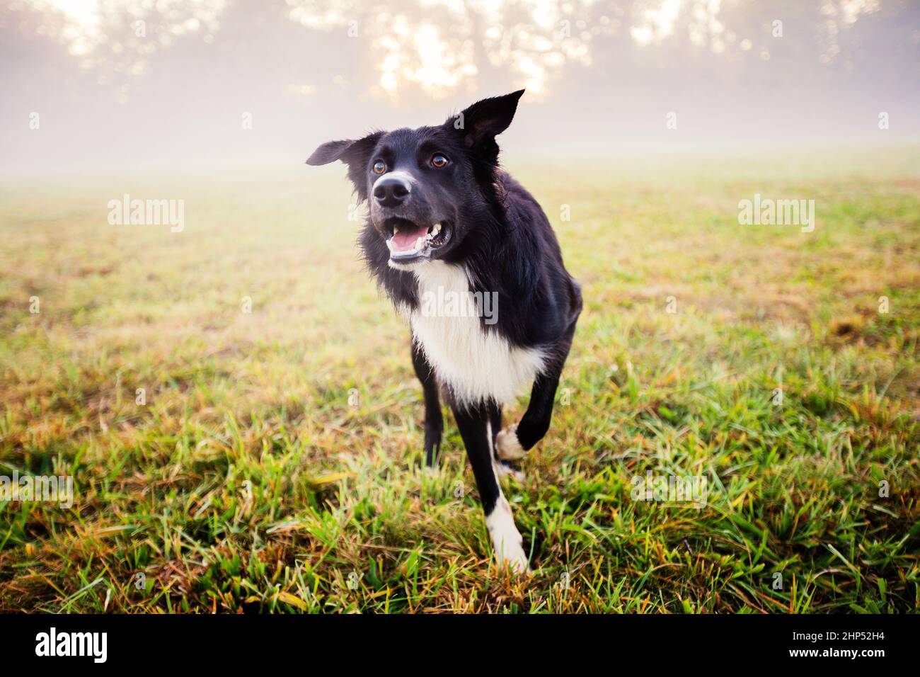 Border Collie Dog obedience training in city park in a sunny day. Border Collie playing on green grass in city park without leash. A purebred Border C Stock Photo