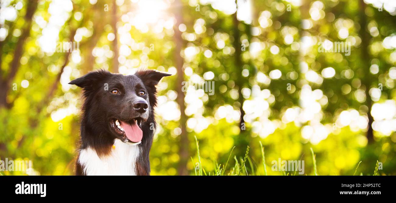 Border Collie dog portrait outdoors in a city park over a beautiful sunset. Overjoyed border collie pup  in nature. Web banner with copy space. Stock Photo