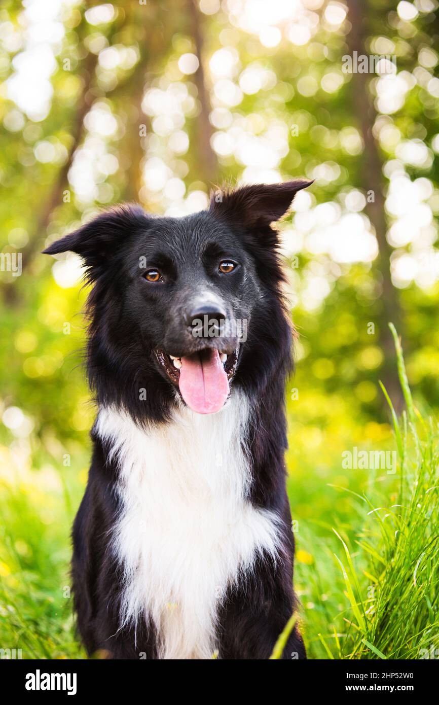 Border Collie dog portrait outdoors in a city park over a beautiful sunset. Overjoyed border collie pup  in nature. Stock Photo