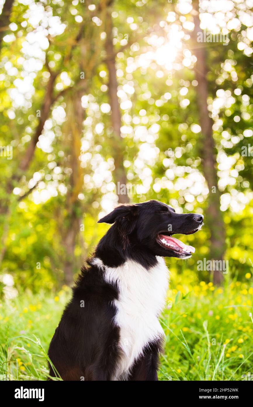 Lovely dog portrait posing outdoors with a funny emotion, eyes closed and a smiley. Overjoyed border collie pup  in nature. Adorable purebred pet laug Stock Photo