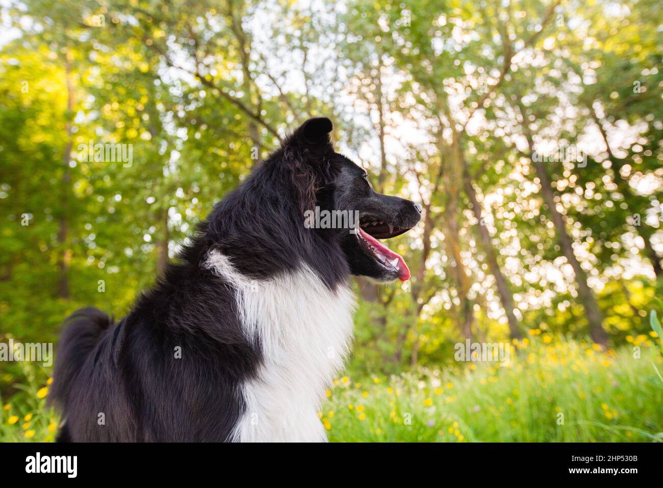 Happy Border Collie dog without leash outdoors in nature in beautiful sunrise. Happy Dog looking aside in city park. Stock Photo
