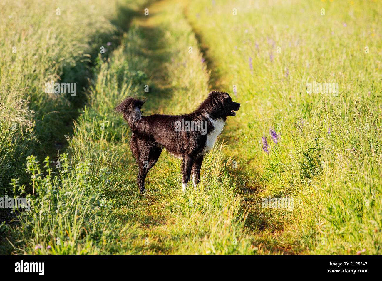 Happy Border Collie dog without leash outdoors in nature in beautiful sunrise. Happy Dog looking aside in city park. Stock Photo