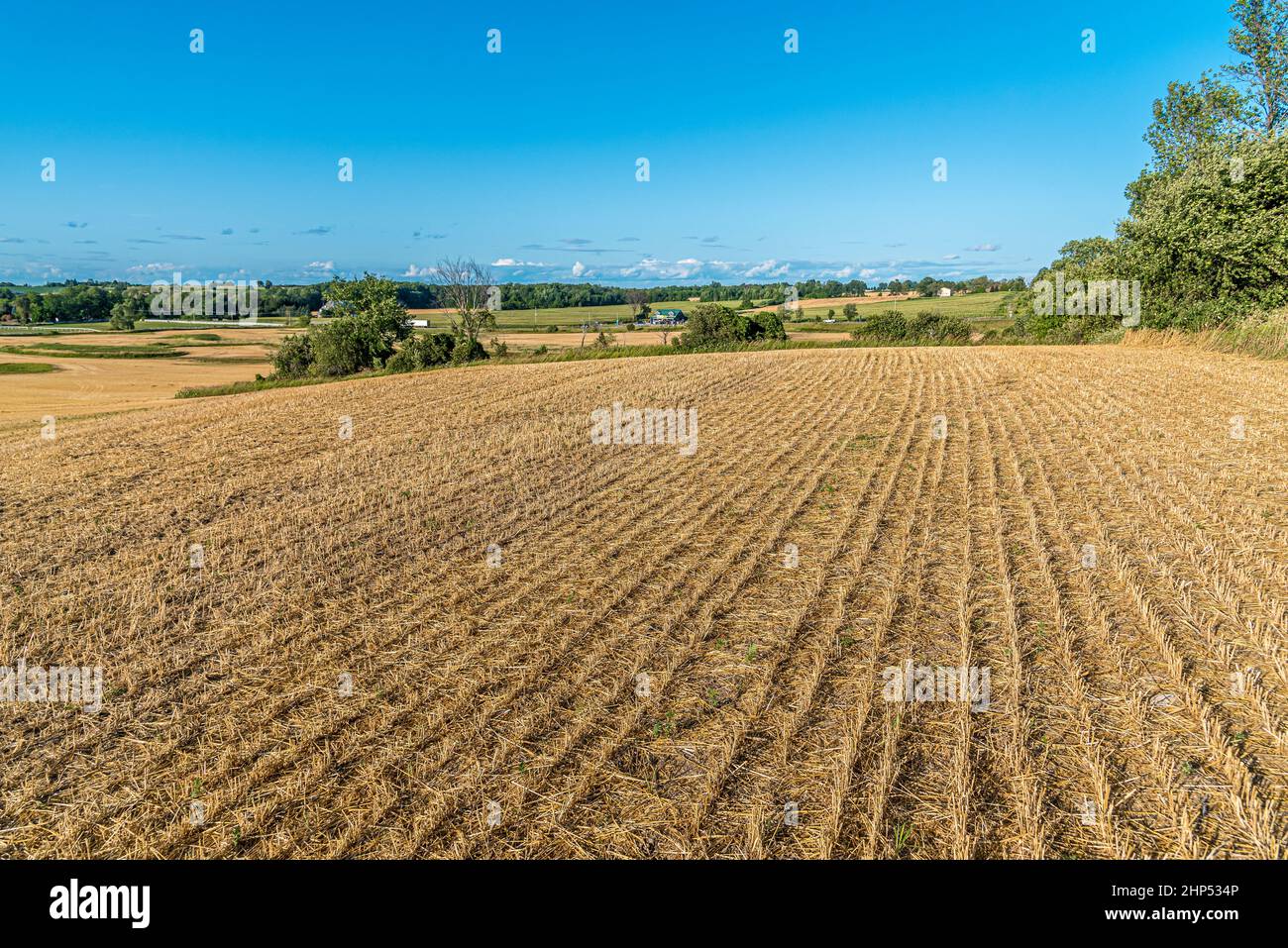 Yellow farm field at fall under blue sky with white clouds in Ontario