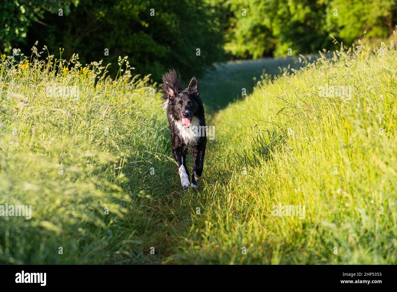 A purebred Border Collie dog without leash running outdoors in nature in beautiful sunrise. Dog play and running in city park. Happy dog over a sunris Stock Photo