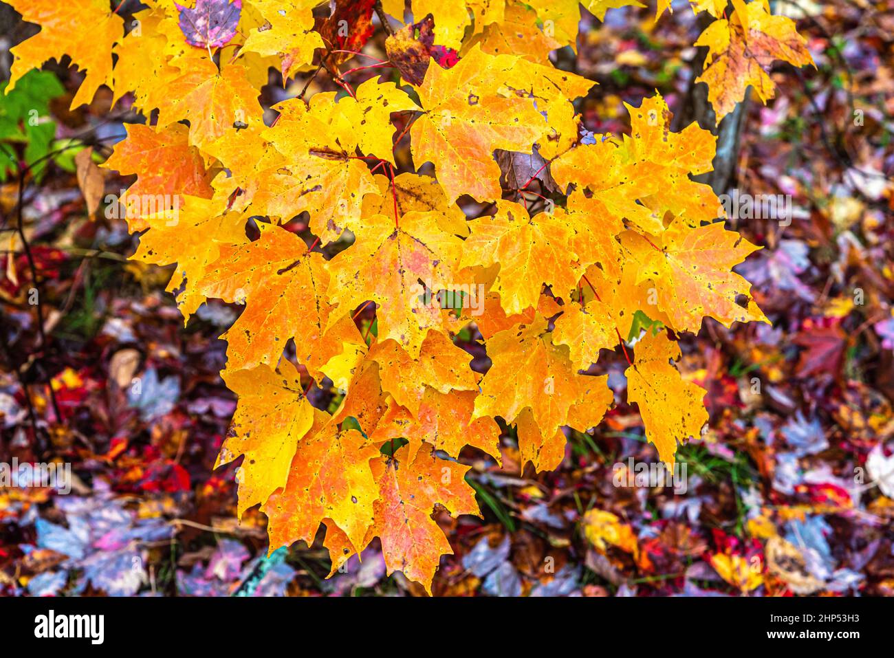 Colorful trees in Killarney Park in fall time, Canada Stock Photo - Alamy